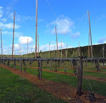 Kiwifruit Vine Stringing Poles